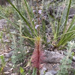 Stylidium laricifolium (Giant Triggerplant, Tree Triggerplant) at Mittagong - 26 Sep 2021 by GlossyGal