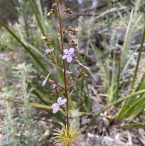 Stylidium laricifolium at Mittagong, NSW - 26 Sep 2021