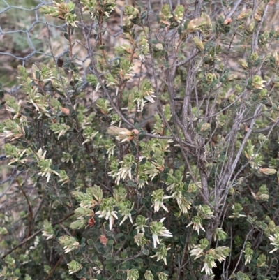 Brachyloma daphnoides (Daphne Heath) at Corrowong, NSW - 27 Sep 2021 by BlackFlat