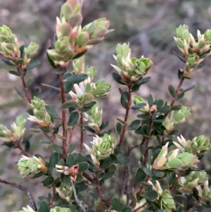 Brachyloma daphnoides at Corrowong, NSW - 27 Sep 2021 06:00 PM