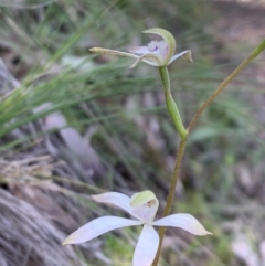 Caladenia ustulata (Brown Caps) at Downer, ACT - 27 Sep 2021 by BronClarke