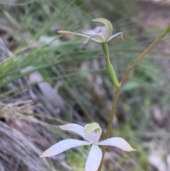 Caladenia ustulata (Brown caps) at Downer, ACT - 26 Sep 2021 by BronClarke