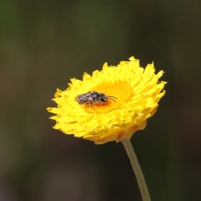 Unidentified Bee (Hymenoptera, Apiformes) at Nail Can Hill - 26 Sep 2021 by Kyliegw