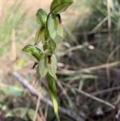 Bunochilus umbrinus (ACT) = Pterostylis umbrina (NSW) (Broad-sepaled Leafy Greenhood) by BronClarke