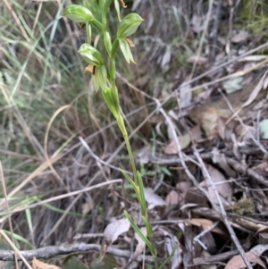 Bunochilus umbrinus (ACT) = Pterostylis umbrina (NSW) at suppressed - suppressed