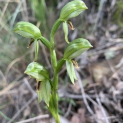 Bunochilus umbrinus (ACT) = Pterostylis umbrina (NSW) at suppressed - suppressed