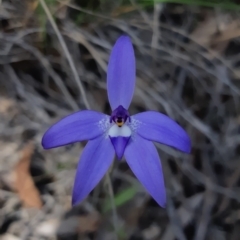 Glossodia major (Wax Lip Orchid) at Bruce, ACT - 24 Sep 2021 by alell