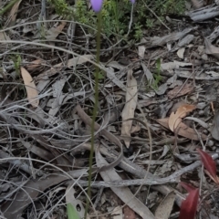 Glossodia major at Bruce, ACT - suppressed