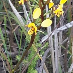 Diuris nigromontana at Bruce, ACT - suppressed