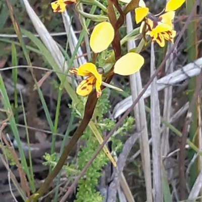 Diuris nigromontana (Black Mountain Leopard Orchid) at Bruce Ridge - 27 Sep 2021 by alell
