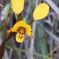 Diuris nigromontana at Bruce, ACT - 27 Sep 2021