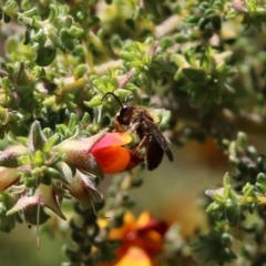 Apiformes (informal group) at Glenroy, NSW - 27 Sep 2021 09:56 AM