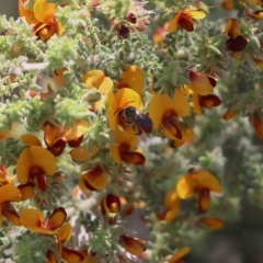 Apiformes (informal group) at Glenroy, NSW - 27 Sep 2021 09:56 AM
