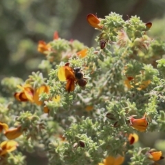 Apiformes (informal group) at Glenroy, NSW - 27 Sep 2021 09:56 AM