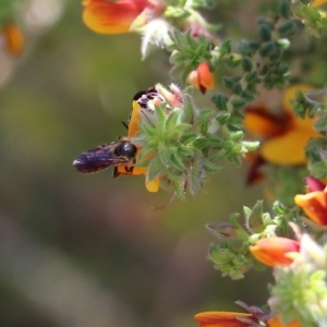 Apiformes (informal group) at Glenroy, NSW - 27 Sep 2021 09:56 AM