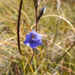 Thelymitra juncifolia (Dotted Sun Orchid) at Berlang, NSW - 27 Sep 2021 by Liam.m