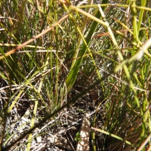 Thelymitra juncifolia at Berlang, NSW - 27 Sep 2021