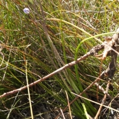 Thelymitra juncifolia at Berlang, NSW - 27 Sep 2021