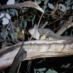 Petaurus notatus (Krefft’s Glider, formerly Sugar Glider) at Carwoola, NSW - 26 Sep 2021 by Liam.m