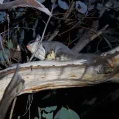 Petaurus notatus at Carwoola, NSW - suppressed