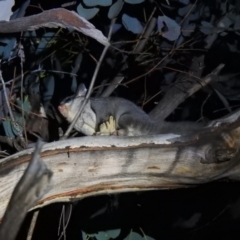 Petaurus notatus at Carwoola, NSW - 26 Sep 2021