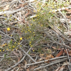 Acacia brownii at Krawarree, NSW - 27 Sep 2021