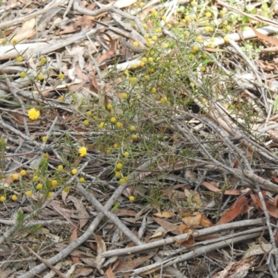 Acacia brownii (Heath Wattle) at Krawarree, NSW - 27 Sep 2021 by Liam.m