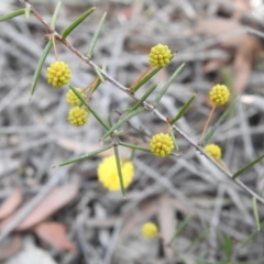 Acacia brownii at Krawarree, NSW - 27 Sep 2021