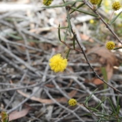 Acacia brownii at Krawarree, NSW - 27 Sep 2021