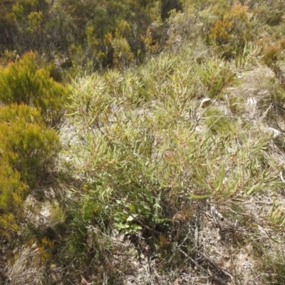 Hakea dactyloides (Finger Hakea) at Deua National Park (CNM area) - 27 Sep 2021 by Liam.m