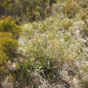 Hakea dactyloides at Krawarree, NSW - 27 Sep 2021