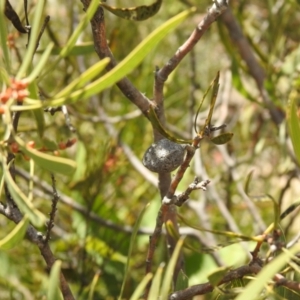 Hakea dactyloides at Krawarree, NSW - 27 Sep 2021