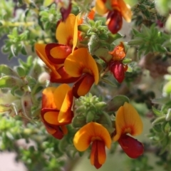 Pultenaea foliolosa (Small Leaf Bushpea) at Glenroy, NSW - 26 Sep 2021 by Kyliegw