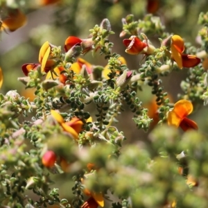 Pultenaea foliolosa at Glenroy, NSW - 27 Sep 2021 09:47 AM