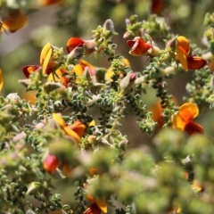 Pultenaea foliolosa at Glenroy, NSW - 27 Sep 2021