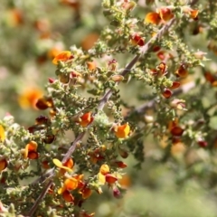 Pultenaea foliolosa at Glenroy, NSW - 27 Sep 2021 09:47 AM