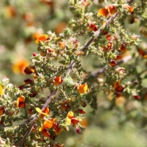 Pultenaea foliolosa at Glenroy, NSW - 27 Sep 2021