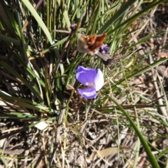 Patersonia sericea var. sericea (Silky Purple-flag) at Krawarree, NSW - 27 Sep 2021 by Liam.m