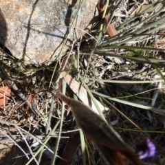 Patersonia sericea var. sericea at Krawarree, NSW - 27 Sep 2021