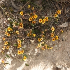 Mirbelia platylobioides (Large-flowered Mirbelia) at Deua National Park (CNM area) - 27 Sep 2021 by Liam.m