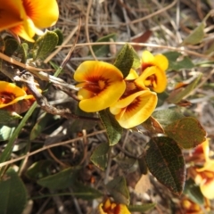 Mirbelia platylobioides at Krawarree, NSW - 27 Sep 2021