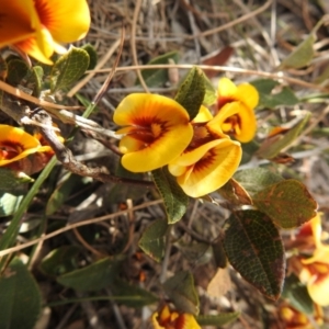 Mirbelia platylobioides at Krawarree, NSW - 27 Sep 2021