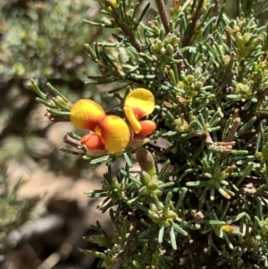 Dillwynia sp. at Tombong, NSW - 18 Sep 2021 12:02 PM