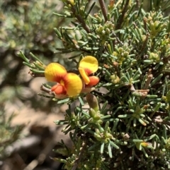 Dillwynia sp. at Tombong, NSW - 18 Sep 2021 by BlackFlat