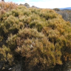 Allocasuarina nana (Dwarf She-oak) at Deua National Park (CNM area) - 27 Sep 2021 by Liam.m