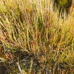 Allocasuarina nana at Krawarree, NSW - 27 Sep 2021