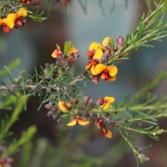 Dillwynia rudis at Albury - 27 Sep 2021 by KylieWaldon