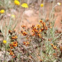 Dillwynia rudis at Glenroy, NSW - 27 Sep 2021