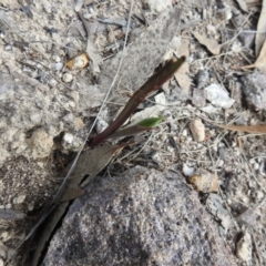 Thelymitra (Genus) (Sun Orchid) at Krawarree, NSW - 27 Sep 2021 by Liam.m