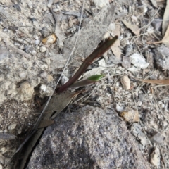 Thelymitra sp. (A Sun Orchid) at Krawarree, NSW - 27 Sep 2021 by Liam.m